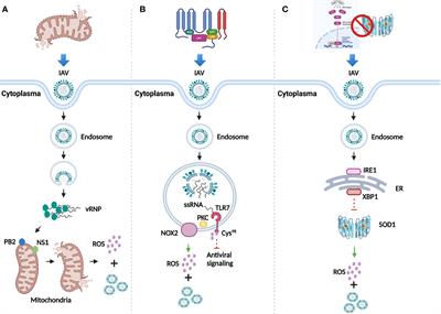 Reactive oxygen species associated immunoregulation post influenza virus infection